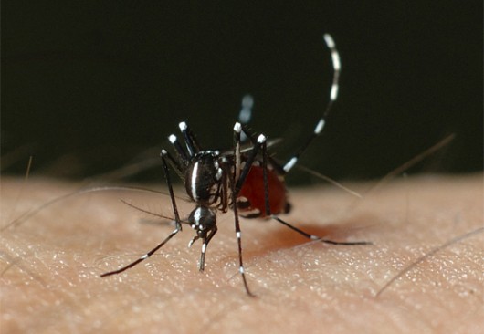 Vacina contra dengue: idosos precisam de receita médica.