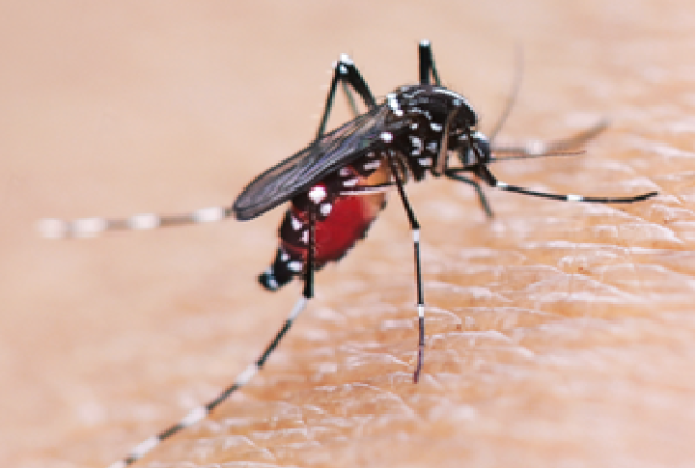 Dengue com Coagulação Intravascular Disseminada (CIVD): desdobramentos graves levam à amputação