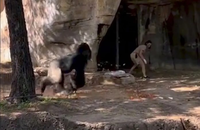 Zoológico: ataque de gorila assusta tratadores e viraliza: com mais de 42,5 milhões de visualizações.
