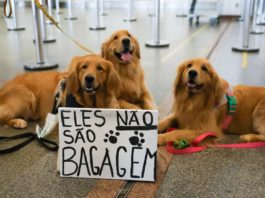 Após morte do cachorro Joca, tutores se manifestam no aeroporto de Brasília Após morte do cachorro Joca, tutores se manifestam no aeroporto de Brasília