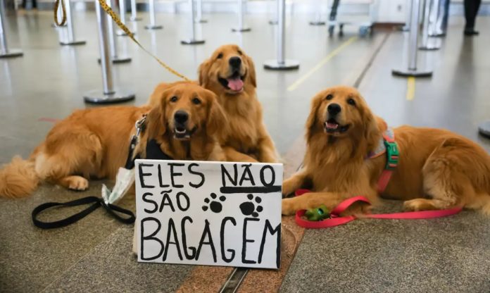 Após morte do cachorro Joca, tutores se manifestam no aeroporto de Brasília