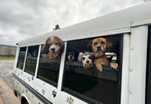 GDF estima R$ 108,7 milhões para castrar 314 mil cães e gatos no Distrito Federal