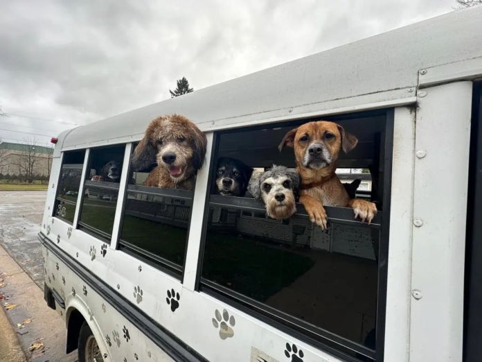 Ônibus de creche para cães transporta filhotes para o parque