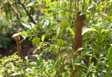 Instituto Arvoredo recebe R$ 1 milhão para educação ambiental sobre conservação do Cerrado no DF