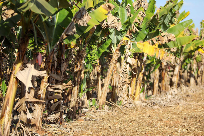 Iniciado em 2023, o programa de regularização fundiária avança com novas ações, garantindo direito à terra e reconhecimento ao produtor rural. Foto: Joel Rodrigues / Agência Brasília