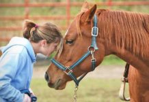 Secretaria de Educação do DF destina R$ 199,8 mil para equoterapia a estudantes com deficiência