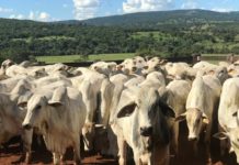 Caiado beneficia mais de 10 mil produtores rurais com perdão de multas em Goiás